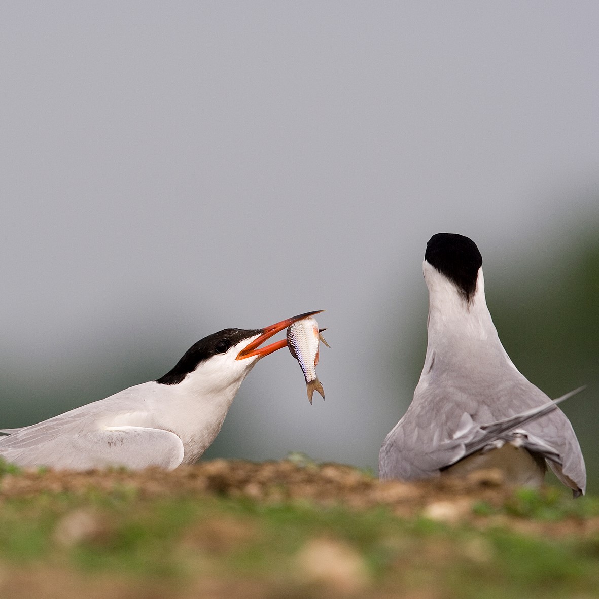 Deux sternes mangeant un poisson.