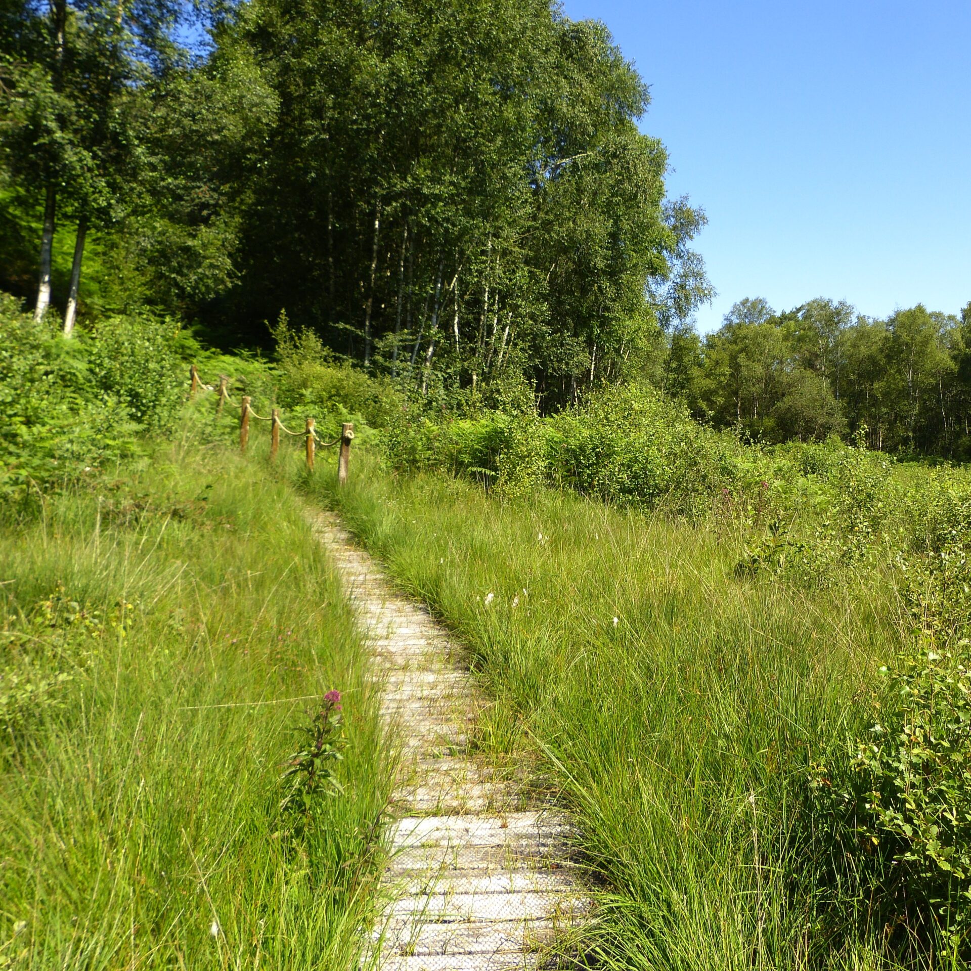 Tourbière et Marais