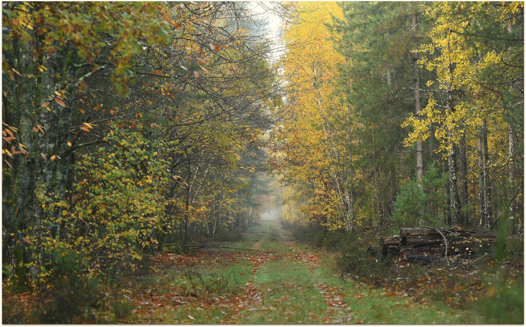 Paysage d'automne d'une foret en Sologne.