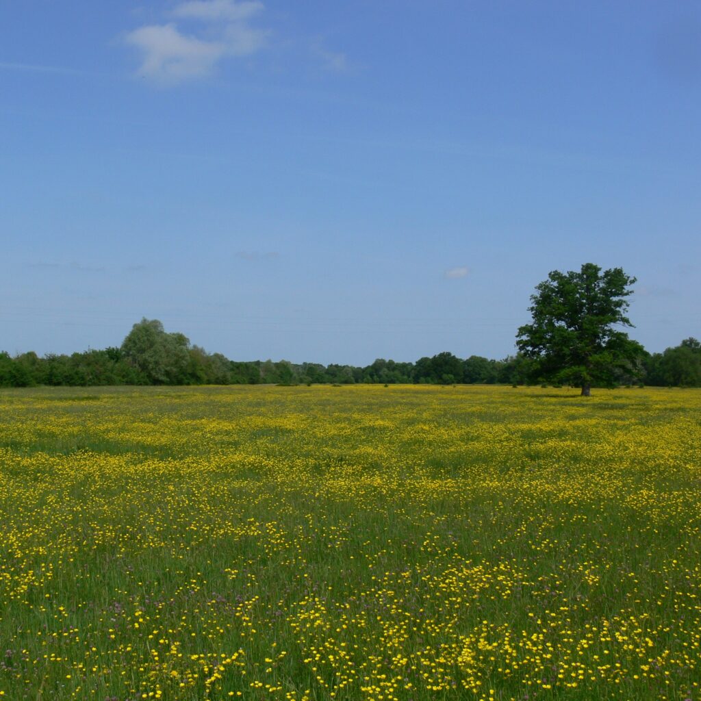 Les Prairies de Beauvoir, Cher (18), site préservé par le Conservatoire d'espaces naturels Centre-Val de Loire