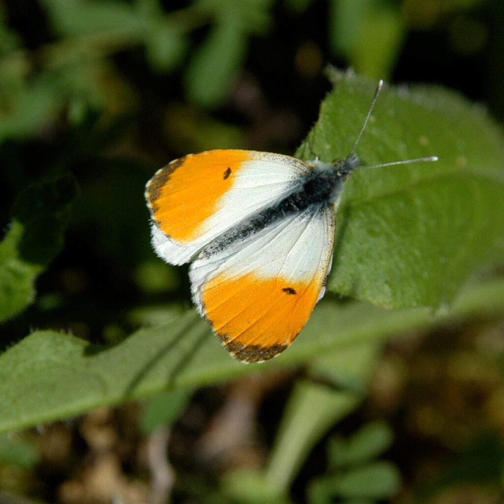 Aurore sur une feuille