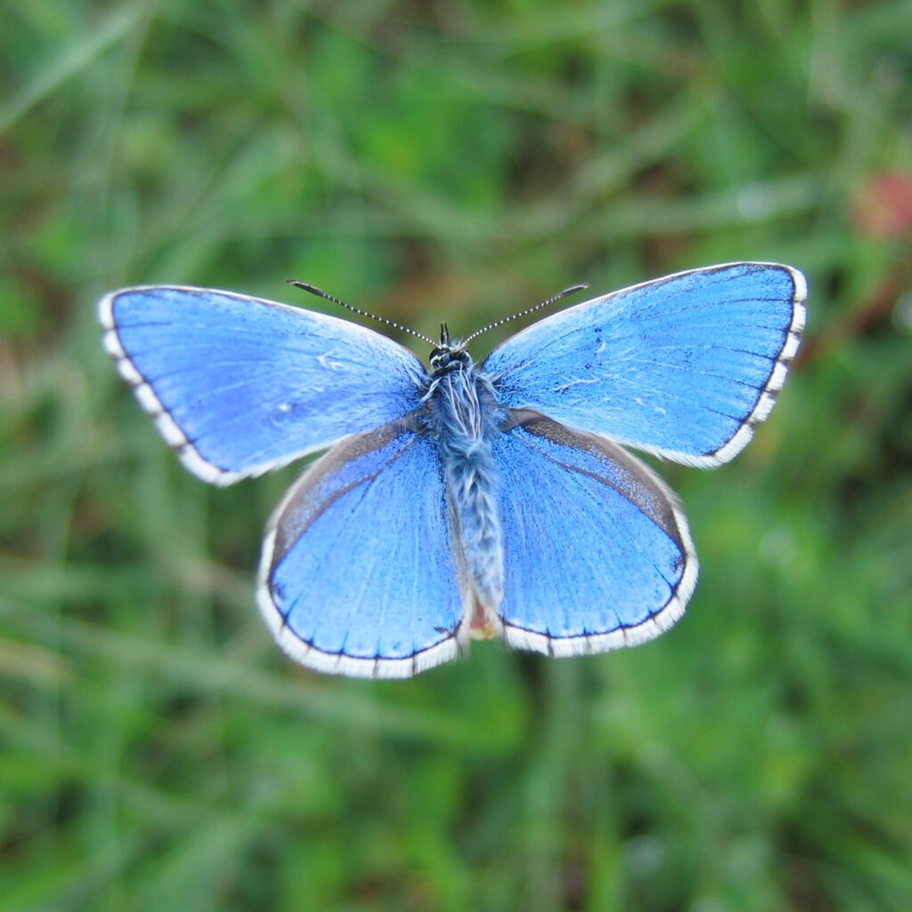 Azure bleu céleste sur la Réserve Naturelle Nationale des Chaumes du Verniller