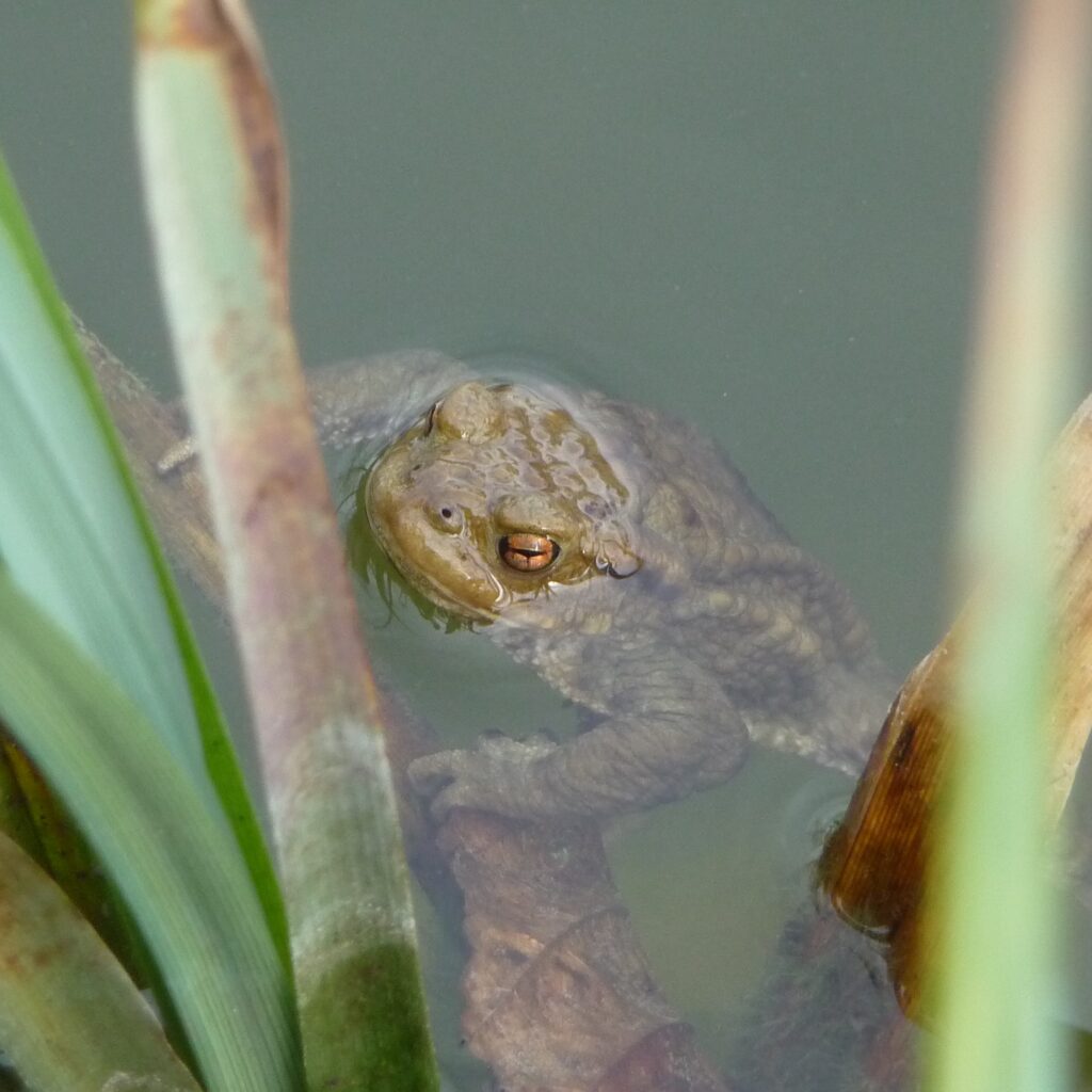 Photo de Crapaud commun dans une mare en région Centre-Val de Loire