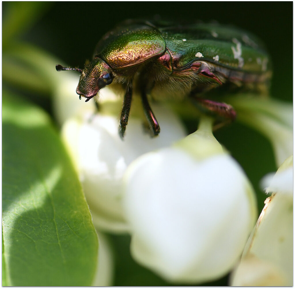 Cétoine dorée posée sur une fleur