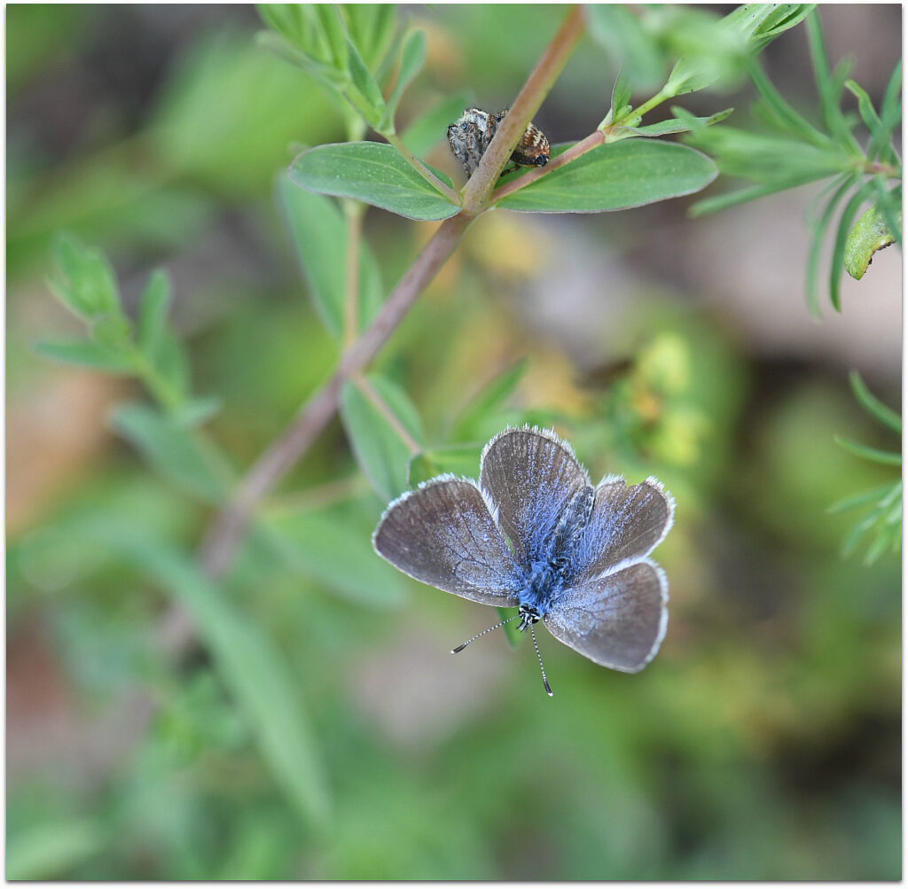 Azuré des Cytises observé sur les Chaumes du Verniller, site naturel préservé par le Conservatoire d'espaces naturels Centre-Val de Loire