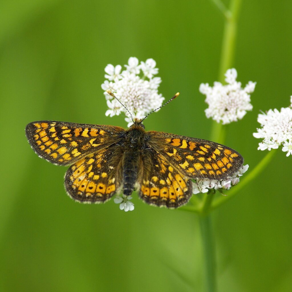Damier de la succise photographié sur un site naturel en région Centre-Val de Loire