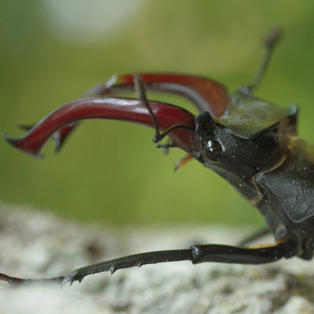 Gros plan sur la tête d'un Lucane Cerf-volant