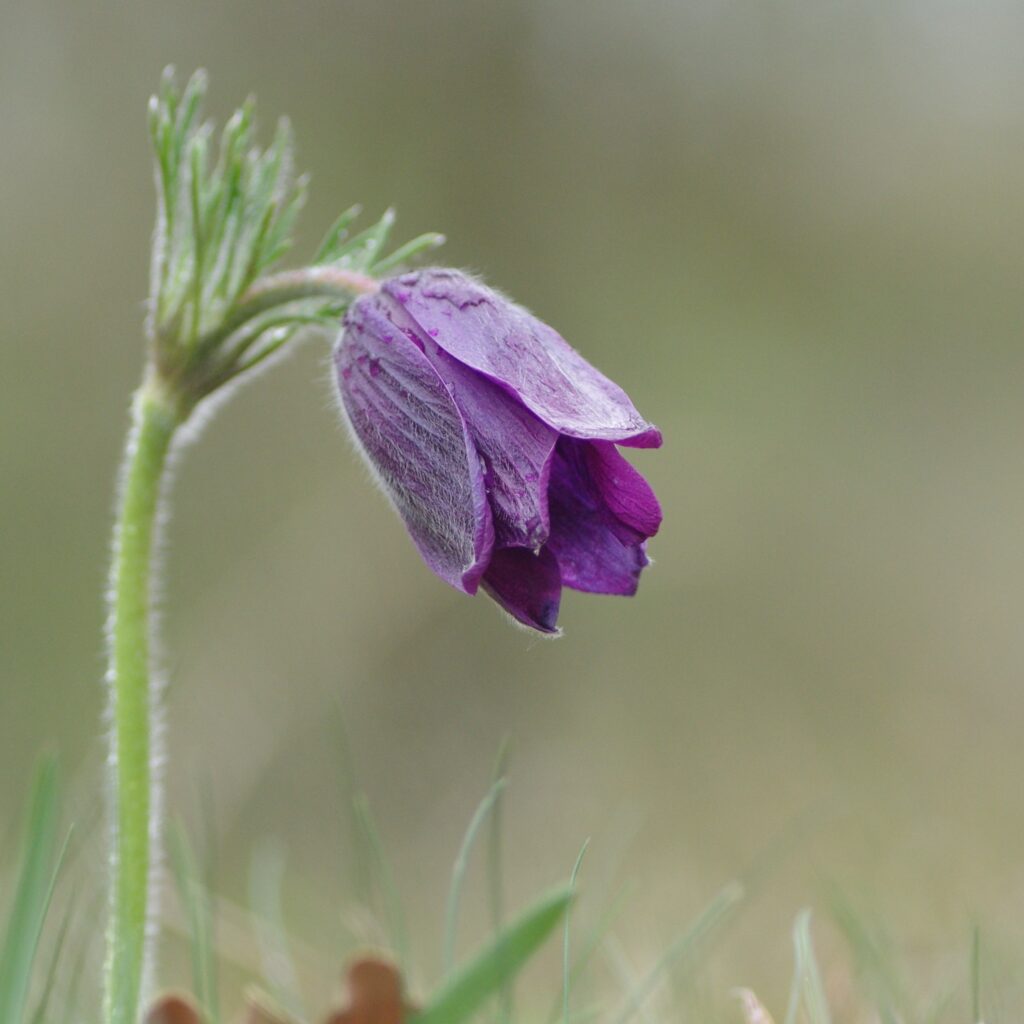 Anémones pulsatile en floraison