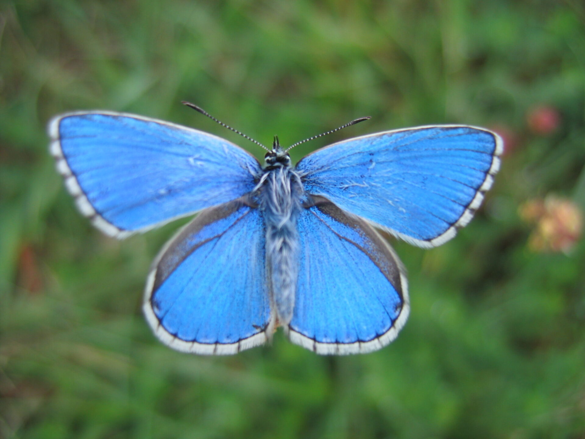 Azuré bleu céleste sur la Réserve Naturelle Nationale des Chaumes du Verniller