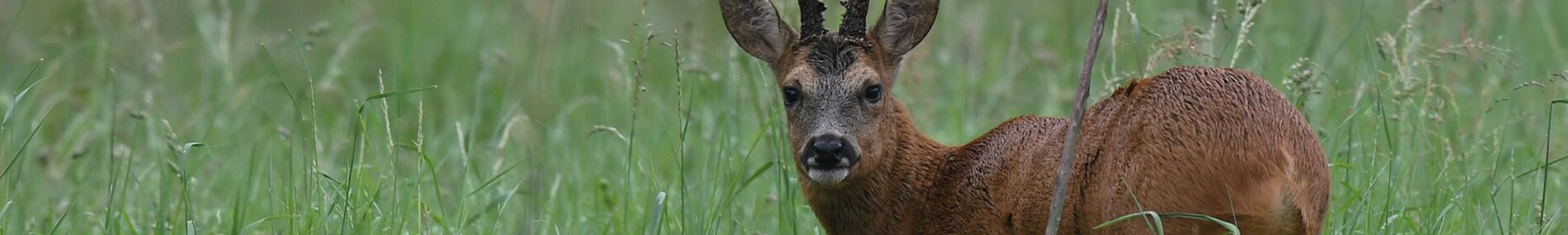 Cerf Élaphe regarde le photographe.