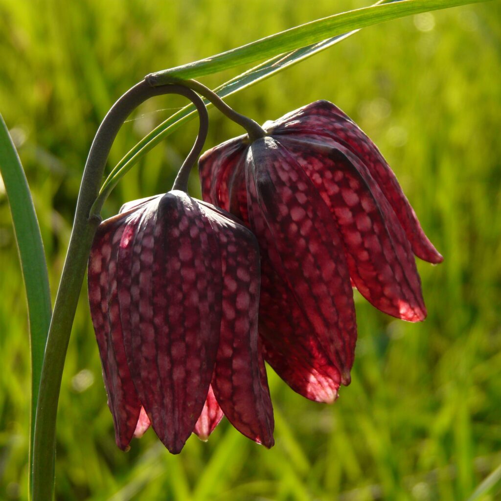 Fritillaire pintade - plante des zones humides.