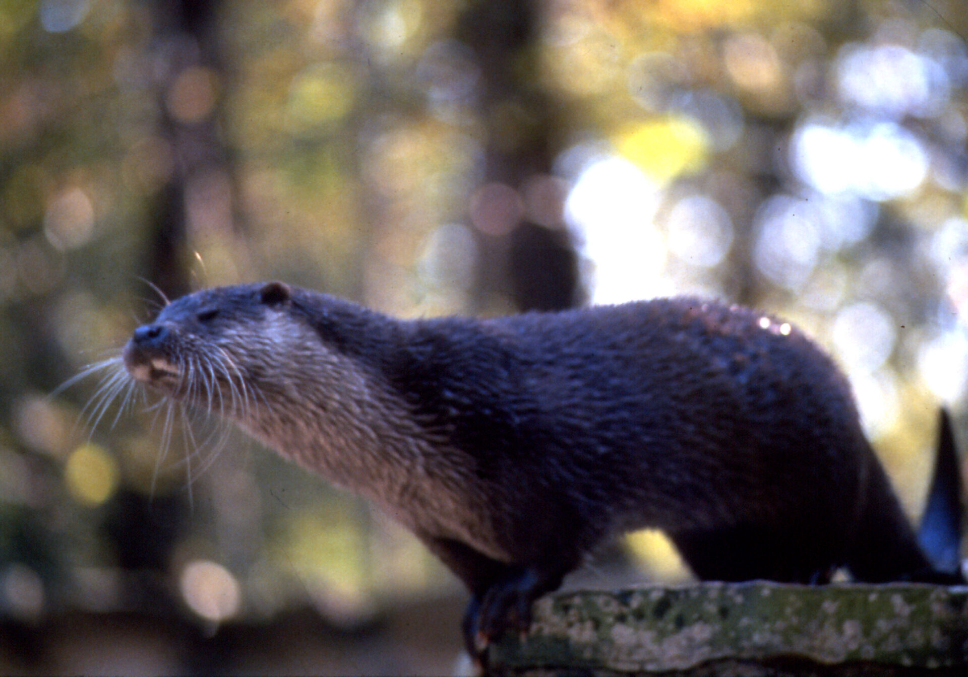 Loutre
