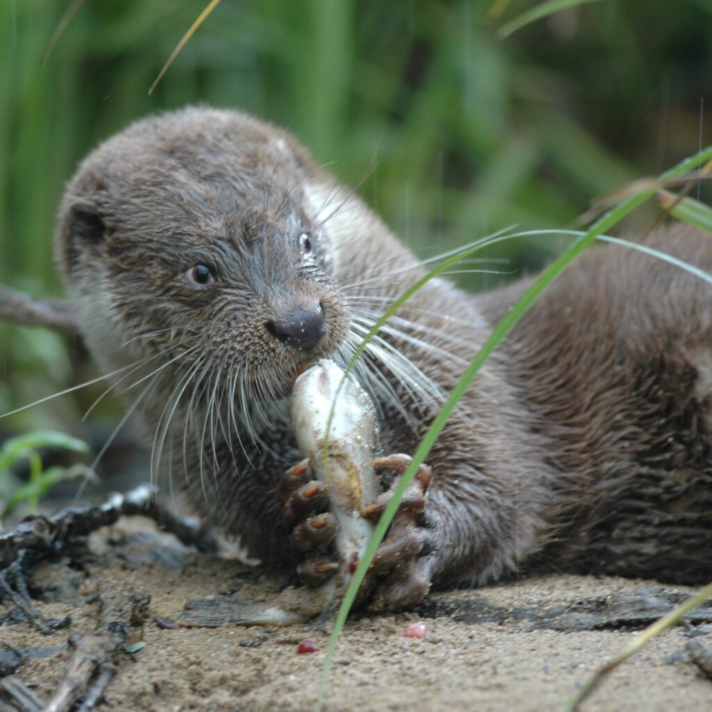 Loutre mangeant un poisson
