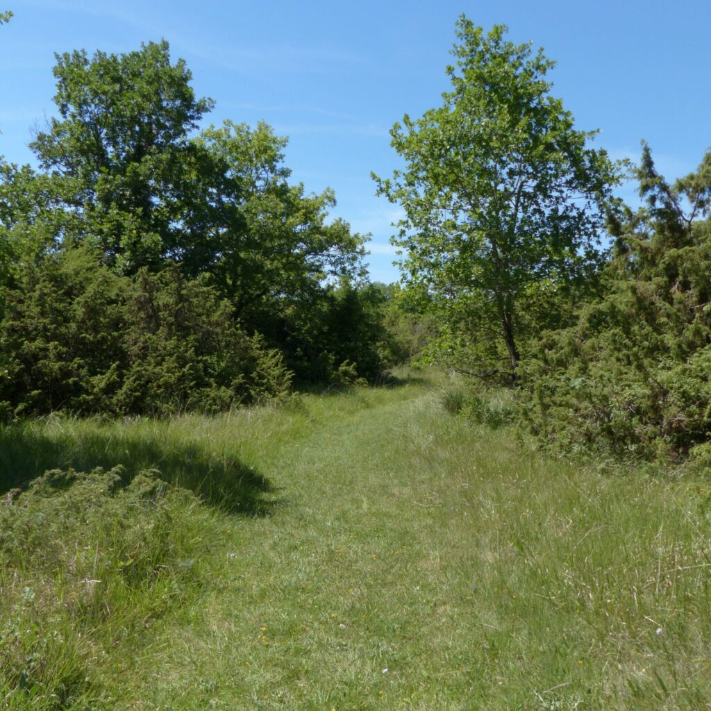 Les Chaumes du Patouillets, Cher (18), site préservé par le Conservatoire d'espaces naturels Centre-Val de Loire