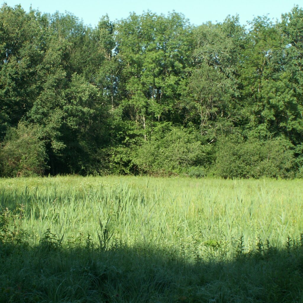 Les Prairies de Guzon, Cher (18), site préservé par le Conservatoire d'espaces naturels Centre-Val de Loire