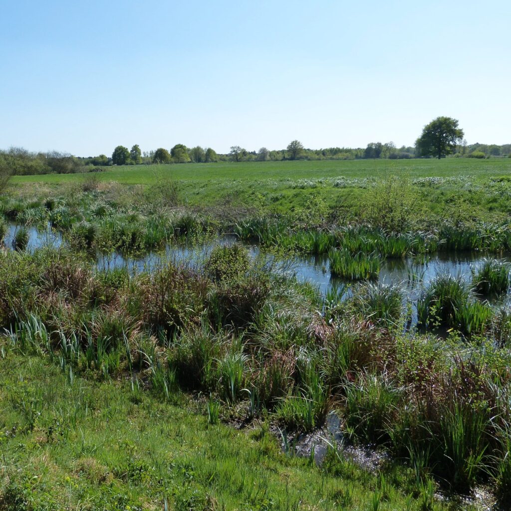Habitats aquatique et terrestre du Péloabate brun (Loiret)