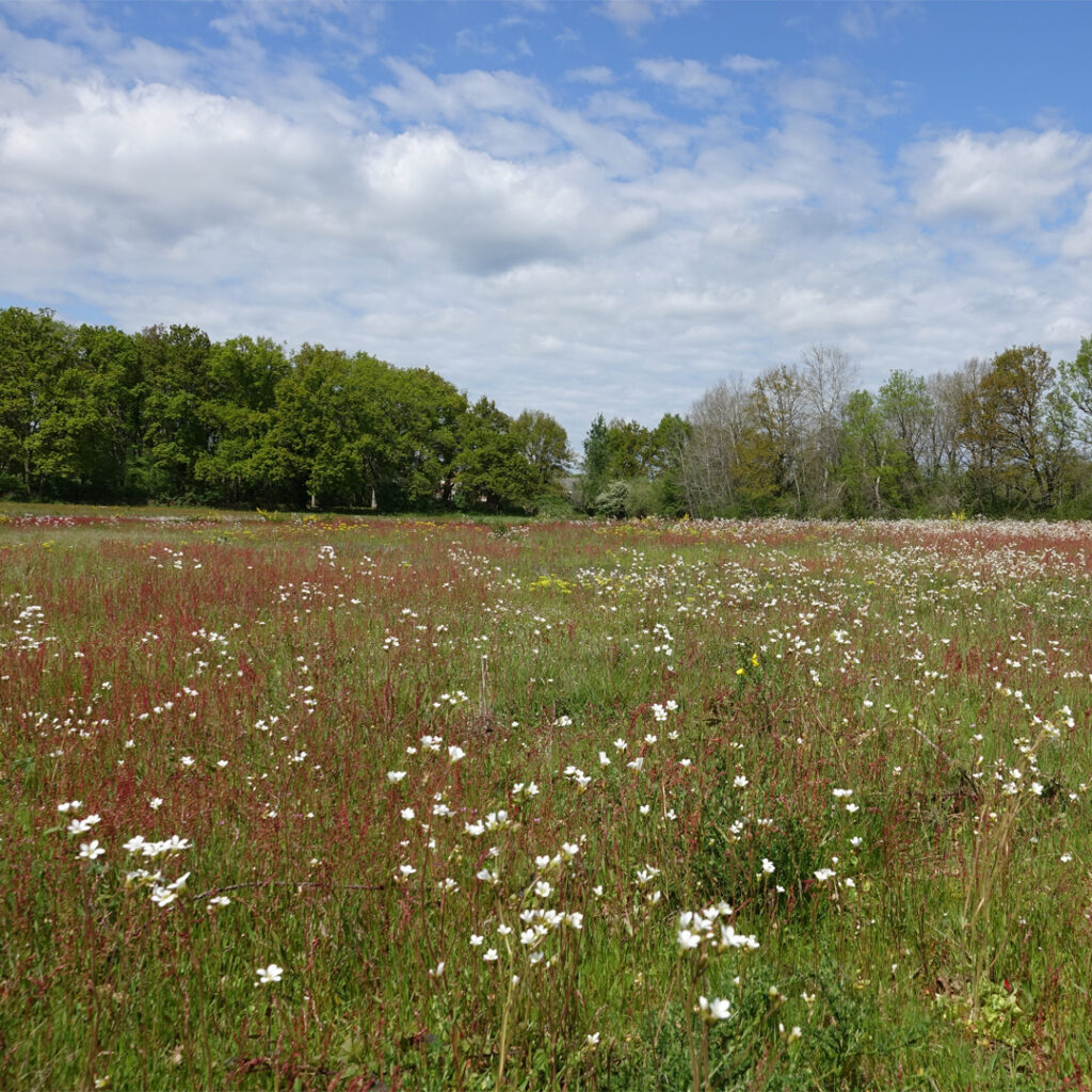 Les Prés Bizet, Cher (18), site préservé par le Conservatoire d'espaces naturels Centre-Val de Loire