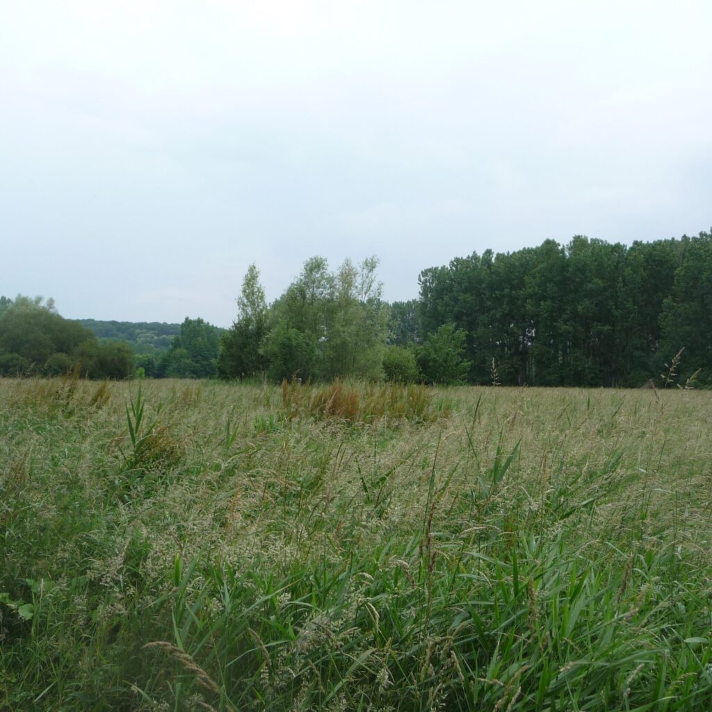 Prairies humides de l'Ouanne, site du Loiret