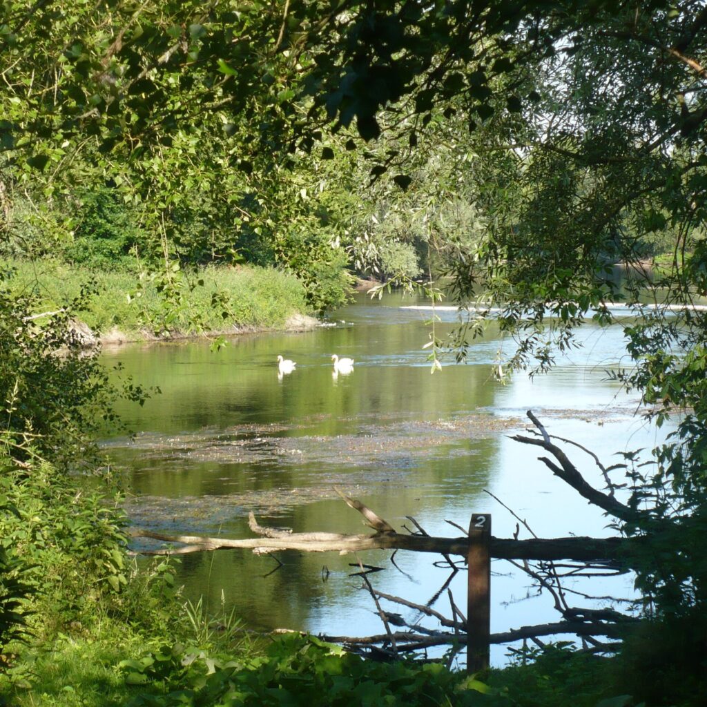 L'Île Marie, Cher (18), site préservé par le Conservatoire d'espaces naturels Centre-Val de Loire