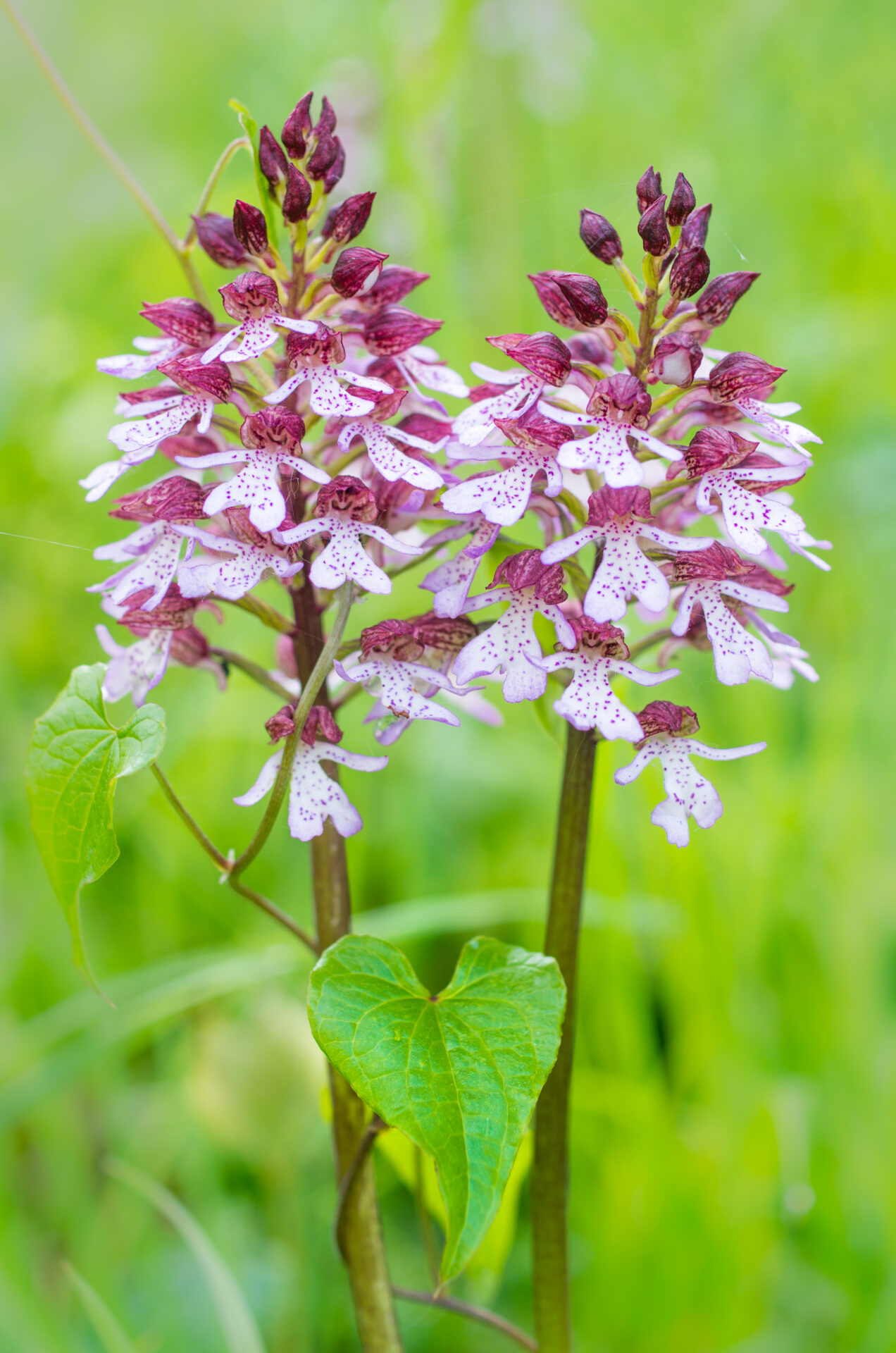 Orchis pourpre aux Grands Buissons