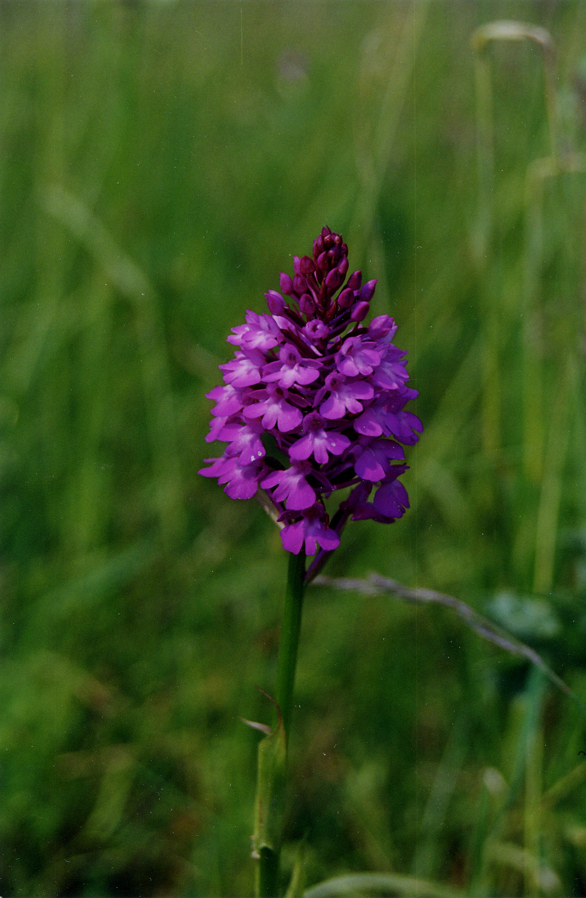 Orchis pyramidale