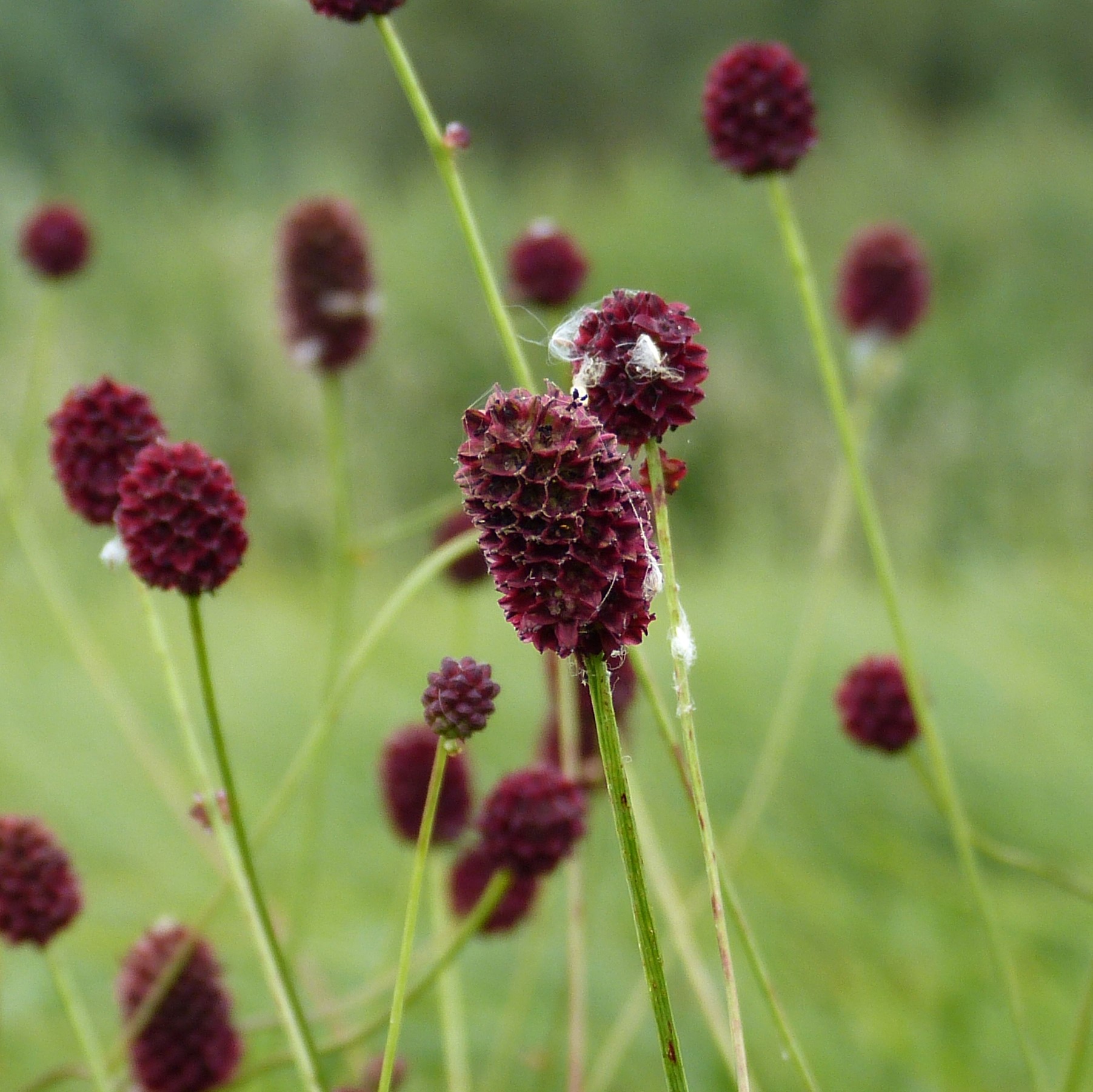 espèce protégée : Sanguisorbe officinale
