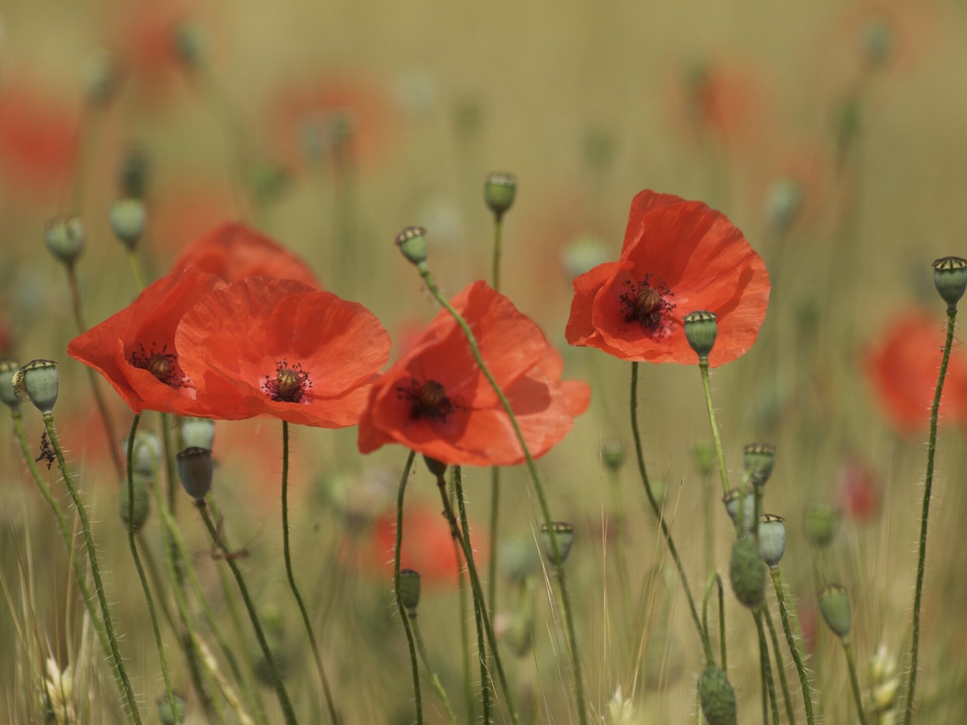 Coquelicots - Crédit : Rolland Paillat