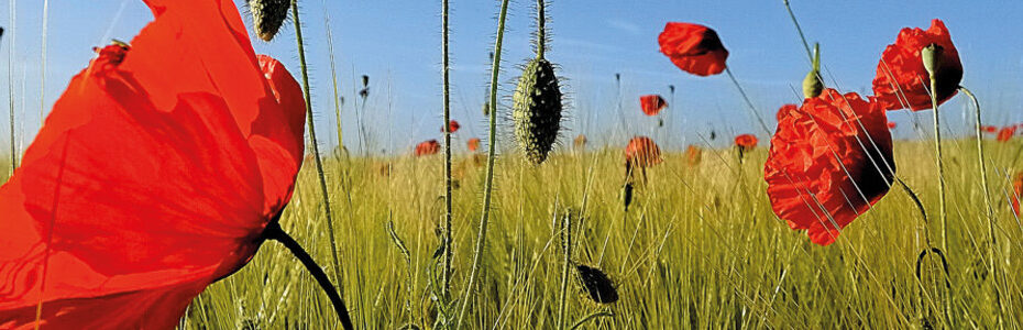 Champs de coquelicots
