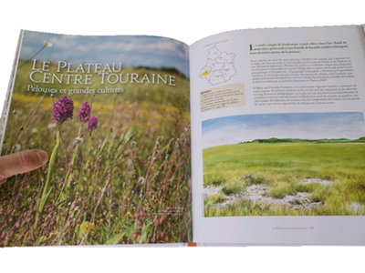 Page du livre montrant à gauche le texte « Le plateau Centre Touraine » sur une photo de champs fleuris, et à droite un texte accompagné d'une illustration du paysage.