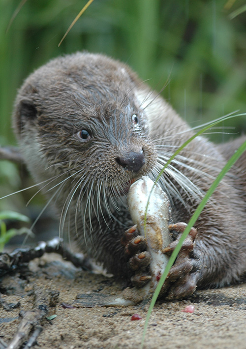 Loutre d'Europe