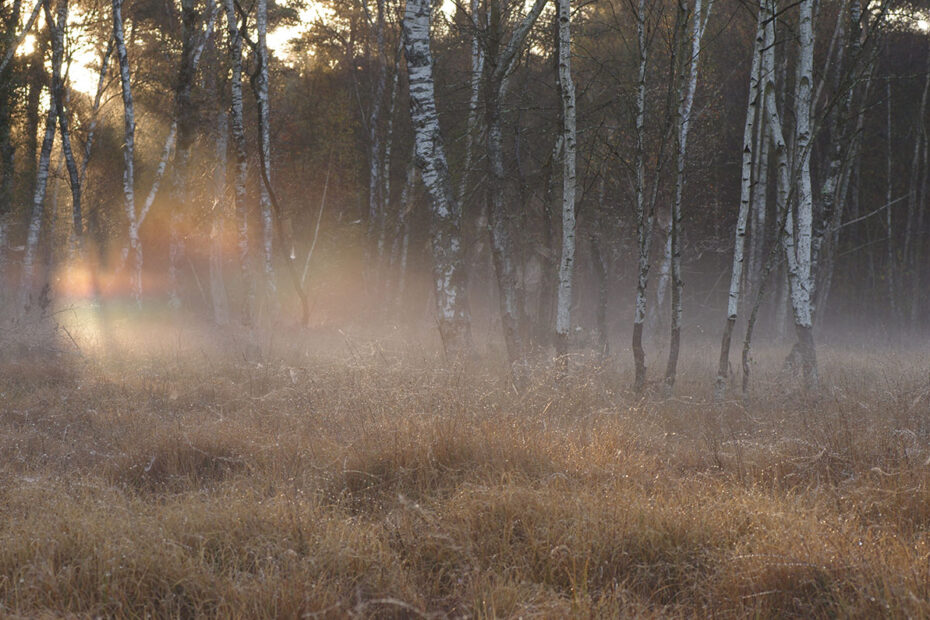La Tourbière des Landes, zone humide.