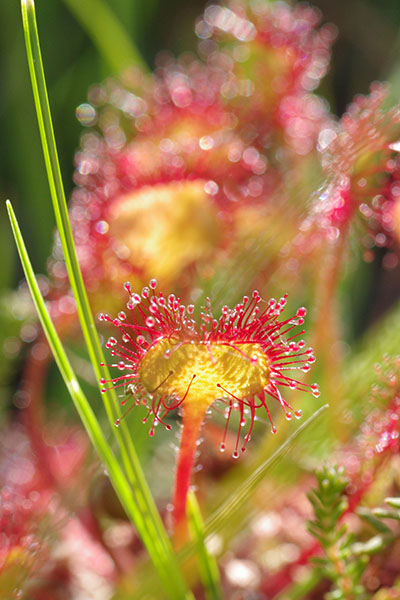 Drosera sur une zone humide.