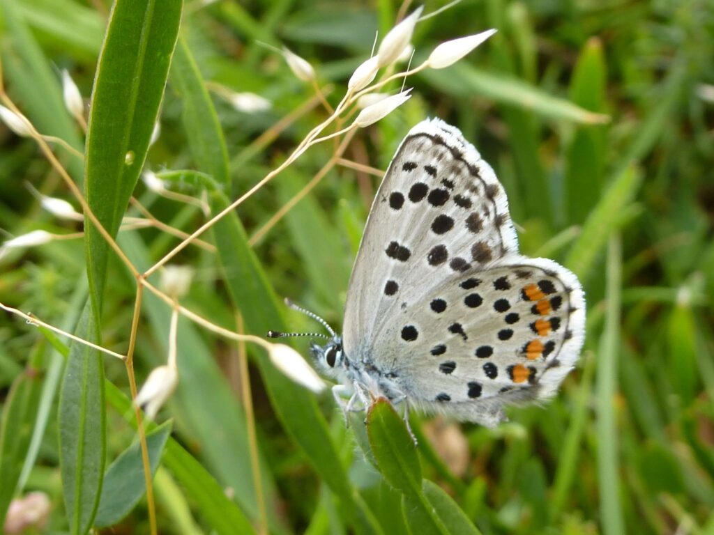 Papillon Azuré du Thym