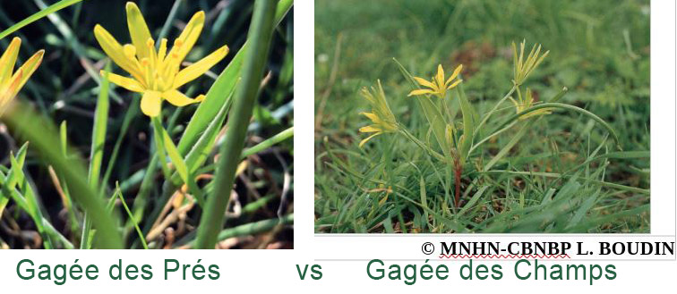 Gagée des prés vs gagée des champs