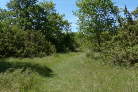 Les Chaumes du Patouillets, Cher (18), site préservé par le Conservatoire d'espaces naturels Centre-Val de Loire