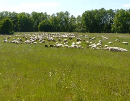 Friches_Parterres_PastoLoire_140516_IG (91)