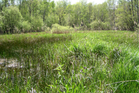 Les Grands Marais, site préservé par le Conservatoire d'espaces naturels Centre-Val de Loire