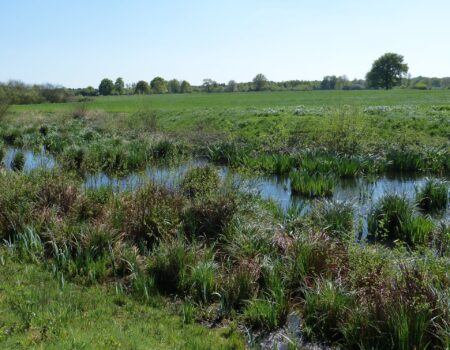 Habitats aquatique et terrestre du Péloabate brun (Loiret)