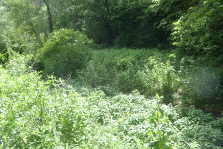 Le Marais de Chavanne, Cher (18), site préservé par le Conservatoire d'espaces naturels Centre-Val de Loire