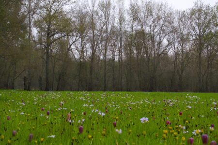 Moutonneries Véron-M Boulogne-Prairie en fleurs-06042019