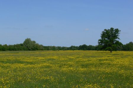 Les Prairies de Beauvoir, Cher (18), site préservé par le Conservatoire d'espaces naturels Centre-Val de Loire