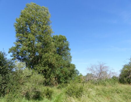 Les Sablons de Corquoy, Cher (18), site préservé par le Conservatoire d'espaces naturels Centre-Val de Loire