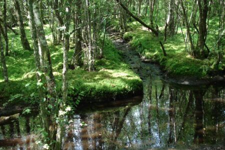 ferte_vidame_parcelles_commune_foret_mousseuses_080703_BA (6) carré