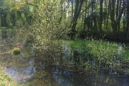 mare-des-brueres_20160418_SGO 010 mare-des-brueres_20160418_SGO 010