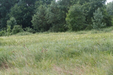 Prairie de Vaux, site préservé par le Conservatoire d'espaces naturels Centre-Val de Loire